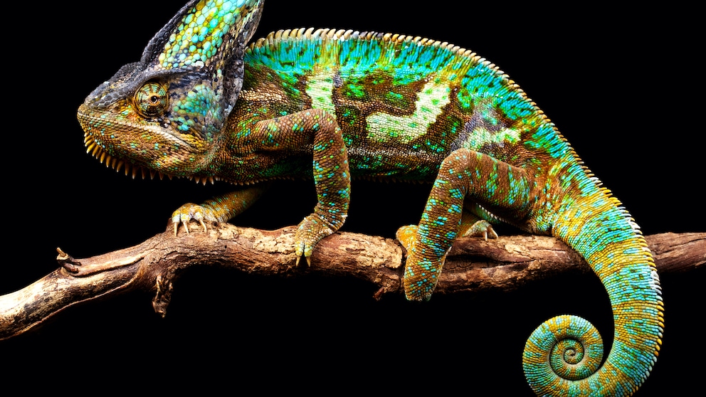 Keeping a chameleon in a species-appropriate way