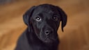 A Labrador looks up with sad eyes