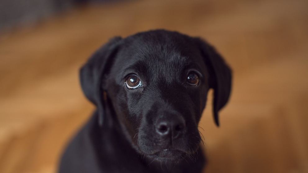 A Labrador looks up with sad eyes