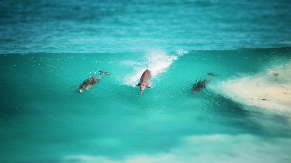 Dolphins surfing through waves in clear seawater