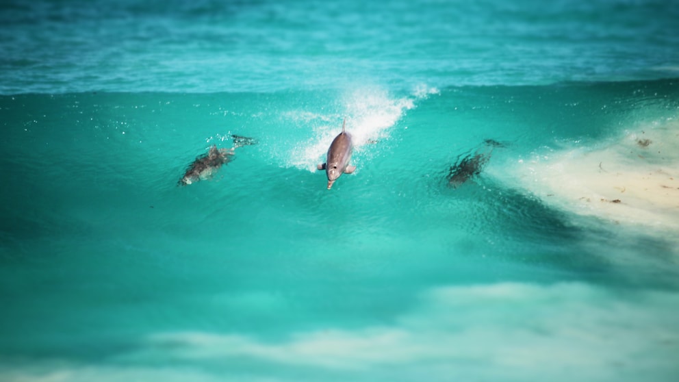 Dolphins surfing through waves in clear seawater