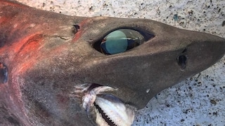 Shark Australia