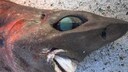 Shark Australia