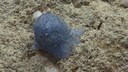 blue slime