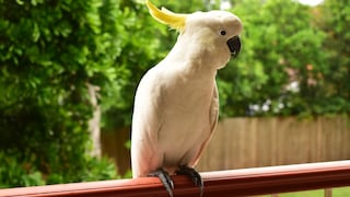 Cockatoo on a Railing