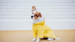 Dog in a Raincoat