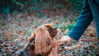 A cocker spaniel gives paws during a walk in the forest