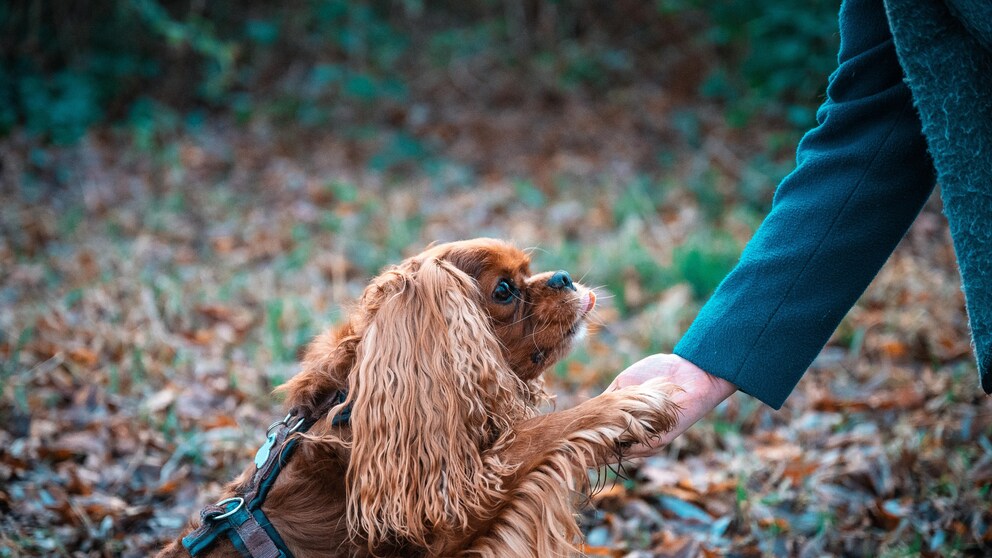 A cocker spaniel gives paws during a walk in the forest
