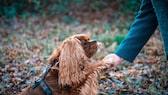 A cocker spaniel gives paws during a walk in the forest