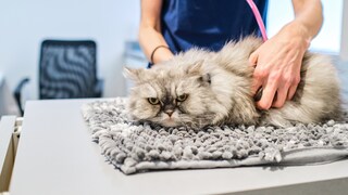 A cat lies on the examination table at the veterinarian's office, looking grumpy.