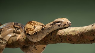 Boa Constrictor, commonly known as the "Abgottschlange" in German
