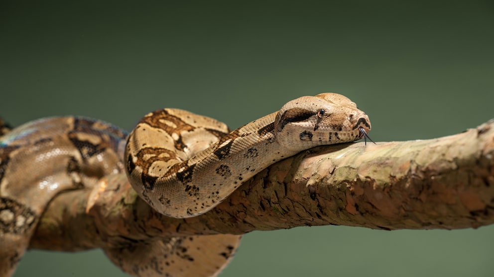 Boa Constrictor, commonly known as the "Abgottschlange" in German