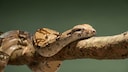 Boa Constrictor, commonly known as the "Abgottschlange" in German