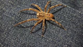 A Nosferatu spider sits on a piece of fabric.