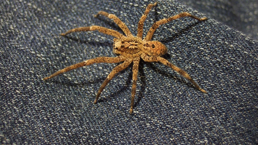A Nosferatu spider sits on a piece of fabric.