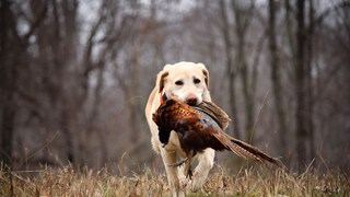 Dangerous for Pets: Labrador Carries Dead Bird