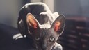 Hairless Cats: The Ethics of Breeding Practices