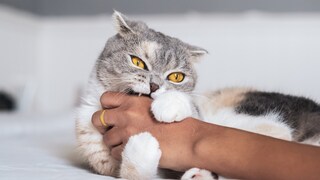 Scottish fold cat playfully bites into the human's hand