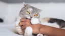 Scottish fold cat playfully bites into the human's hand