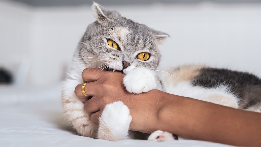 Scottish fold cat playfully bites into the human's hand