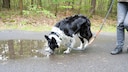 Dog Drinks from a Puddle