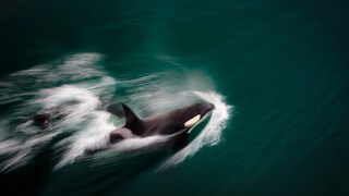 Orcas are likely hunting something—perhaps a great white shark?