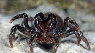 Female Wall Spider Threatens