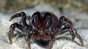 Female Wall Spider Threatens