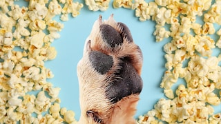Dog Paw in Front of Popcorn