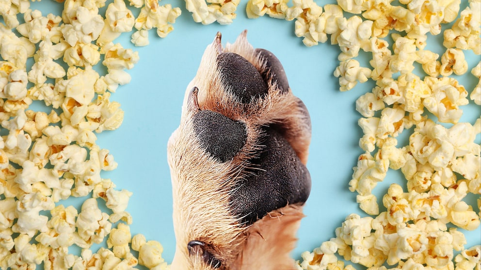 Dog Paw in Front of Popcorn
