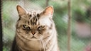 A cat looks annoyed