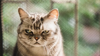 A cat looks annoyed