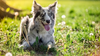 Border Collies are particularly intelligent dogs