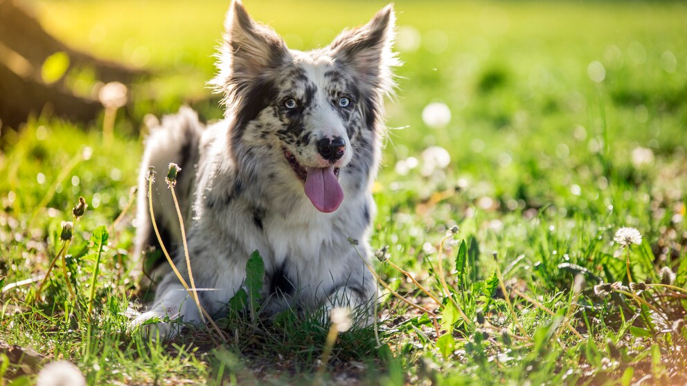 Border Collies are particularly intelligent dogs