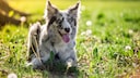 Border Collies are particularly intelligent dogs