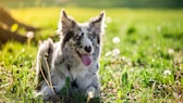 Border Collies are particularly intelligent dogs