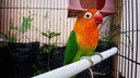 Lovebird in a Cage