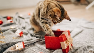 Christmas Gifts for Cats