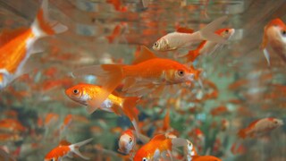 Ornamental fish for beginners