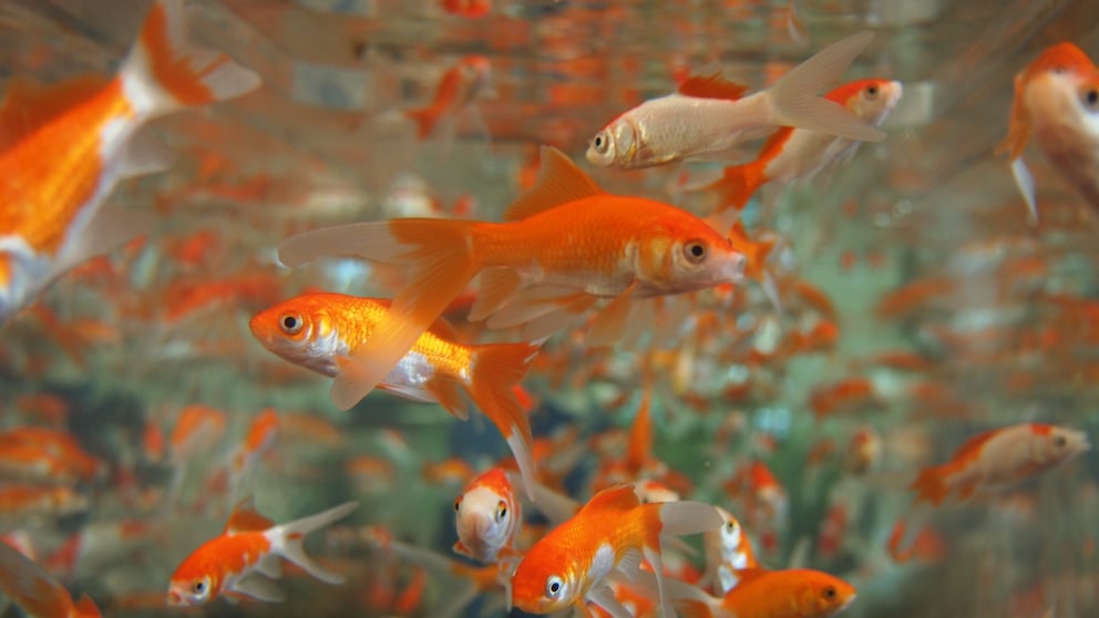 Ornamental fish for beginners