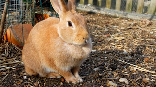 Large Brown Rabbit in Outdoor Enclosure