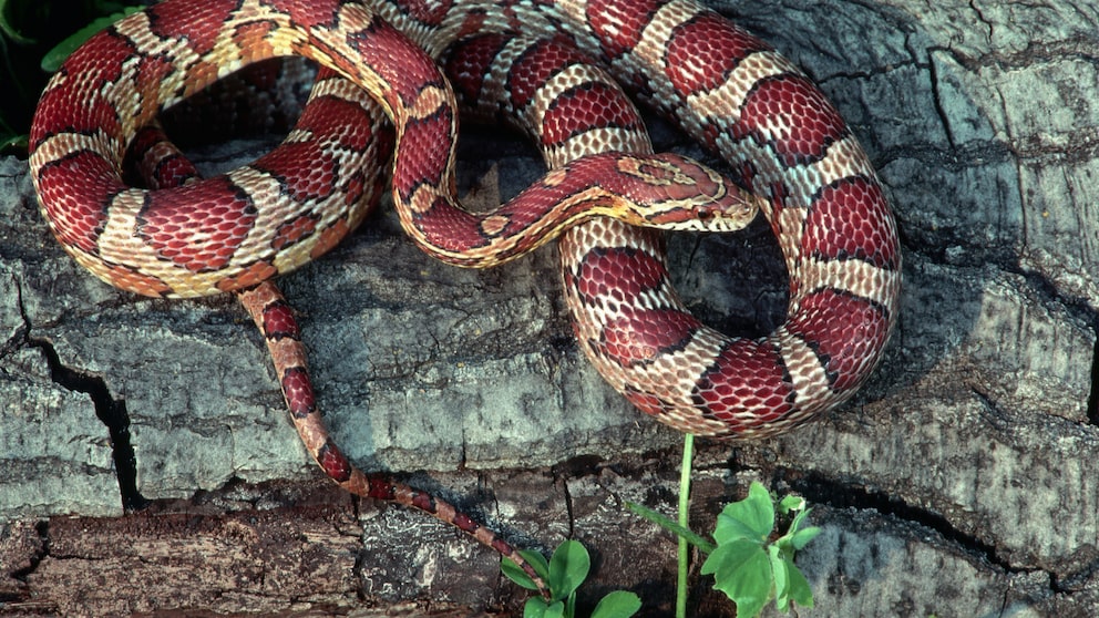 A corn snake lies on a piece of bark.