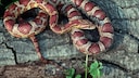 A corn snake lies on a piece of bark.