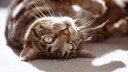 Cat Lies on Its Back Enjoying the Sun