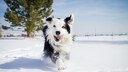Border Collie runs through the snow with a tennis ball in its mouth
