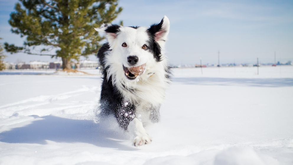 Border Collie runs through the snow with a tennis ball in its mouth