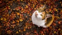 A calico cat sits in the autumn leaves