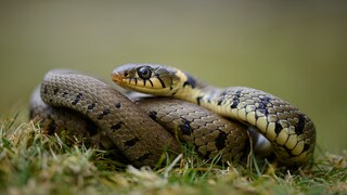 Snakes in Germany: Grass Snake