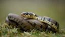 Snakes in Germany: Grass Snake