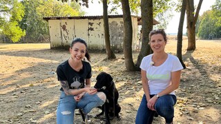Training a Dog to Overcome Fears